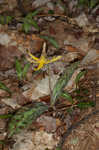 Dogtooth violet